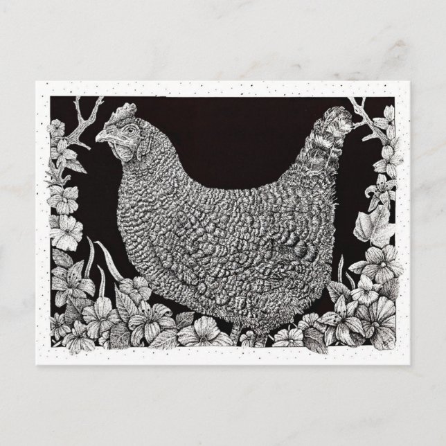 Carte Postale Poule Barred Rock (Devant)