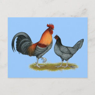 Carte Postale Poule bleue du Delaware
