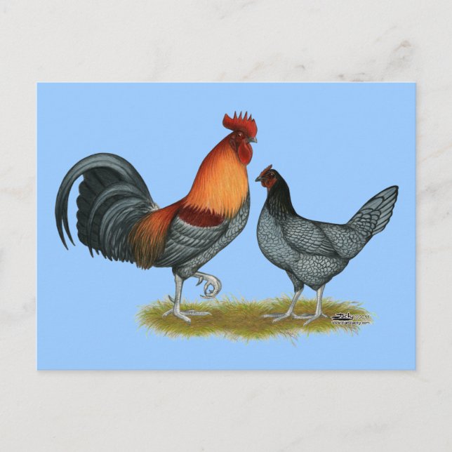 Carte Postale Poule bleue du Delaware (Devant)