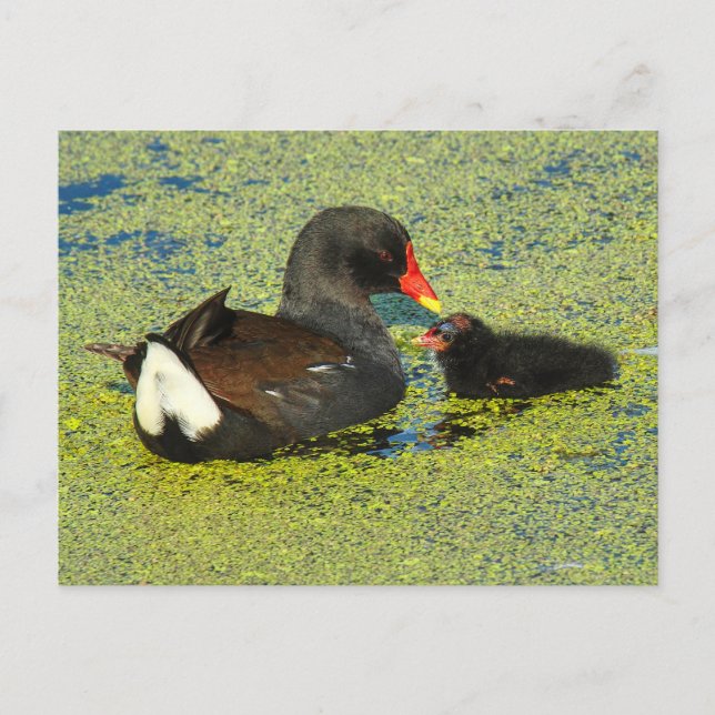 Carte Postale Poule d'eau avec bébé (Devant)