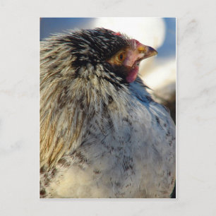 Carte Postale Poule en hiver