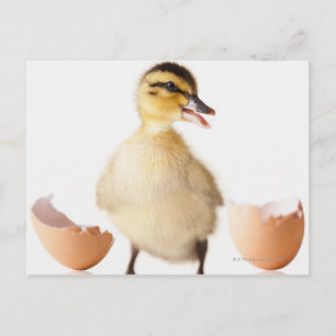 Carte Postale Poule fraîchement hachée à côté de la coquille d'o