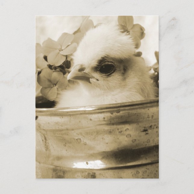 Carte Postale Poule polonaise à Sepia (Devant)