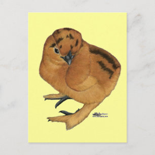 Carte Postale Poule soyeuse rouge