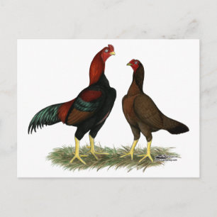 Carte Postale Poules Aseel Black Red