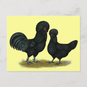 Carte Postale Poules Crevecoeur
