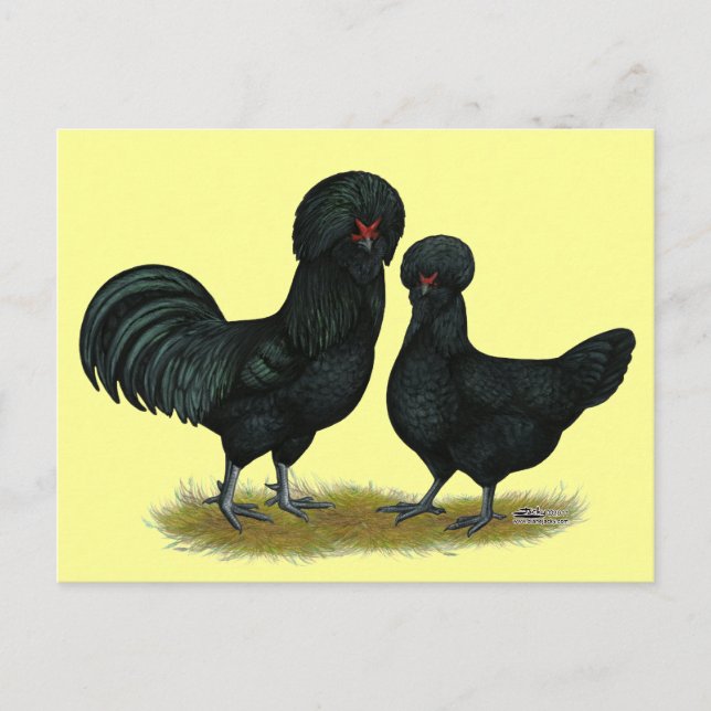Carte Postale Poules Crevecoeur (Devant)