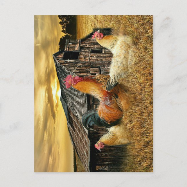 Carte Postale Poules de coq Russe Grotte Coop (Devant)