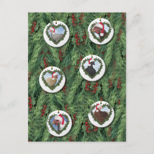 Carte Postale Poules de Noël