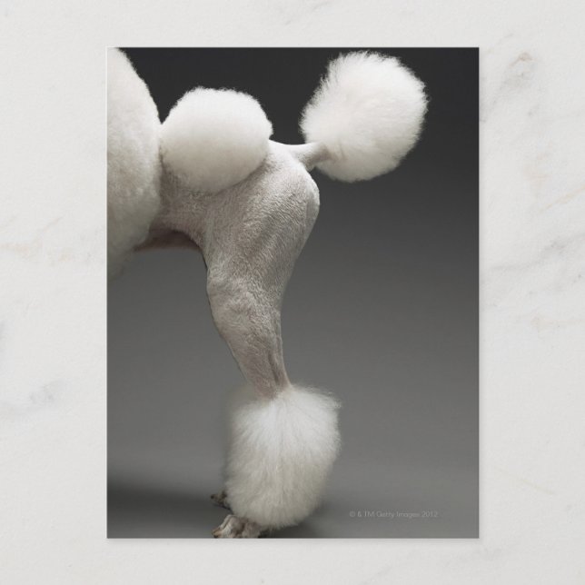 Carte Postale Poules de Poodle, sur arrière - plan gris (Devant)