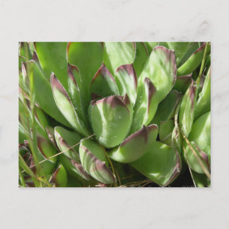 Carte Postale Poules et poussins (Sempervivum)