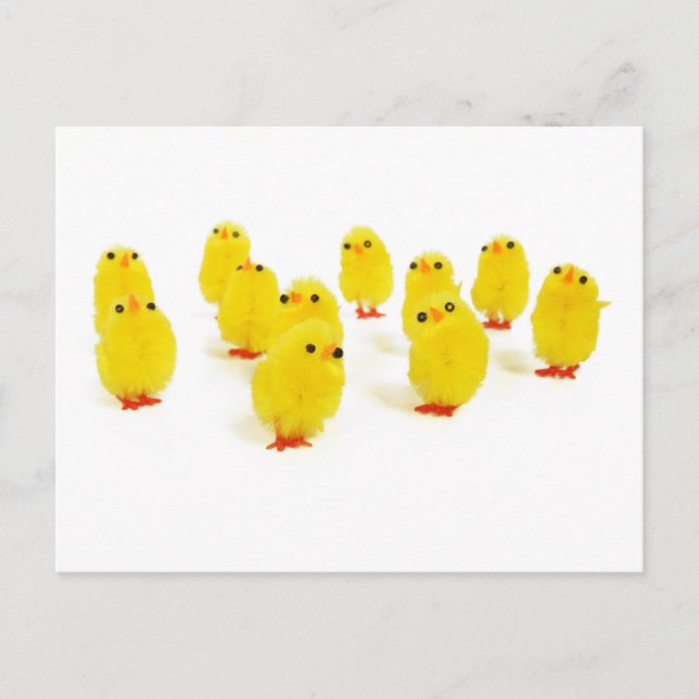 Carte Postale poules mignonnes (Devant)