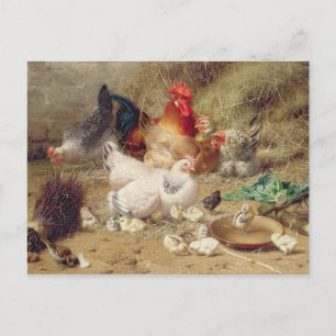 Carte Postale Poules nichant avec leurs poulets