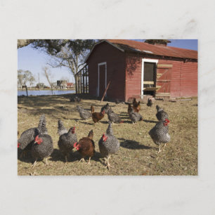 Carte Postale Poules travaillant aux alentours du poulailler Cli