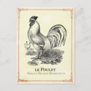 Carte Postale Poulet
