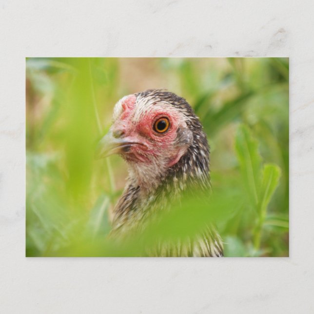 Carte Postale Poulet (Devant)