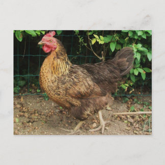 Carte Postale Poulet