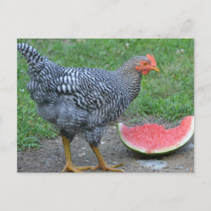 Carte Postale Poulet aime la pastèque