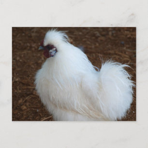 Carte Postale Poulet blanc en soie
