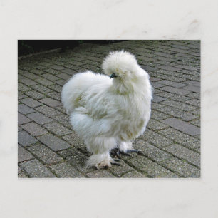 Carte Postale Poulet blanc Silkie Photo