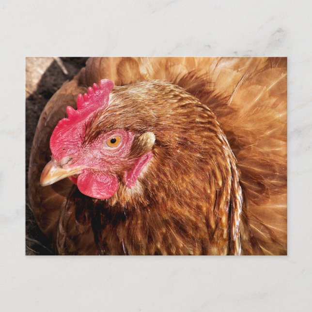 CARTE POSTALE POULET CUIT (Devant)