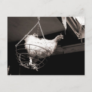 Carte Postale Poulet dans le panier