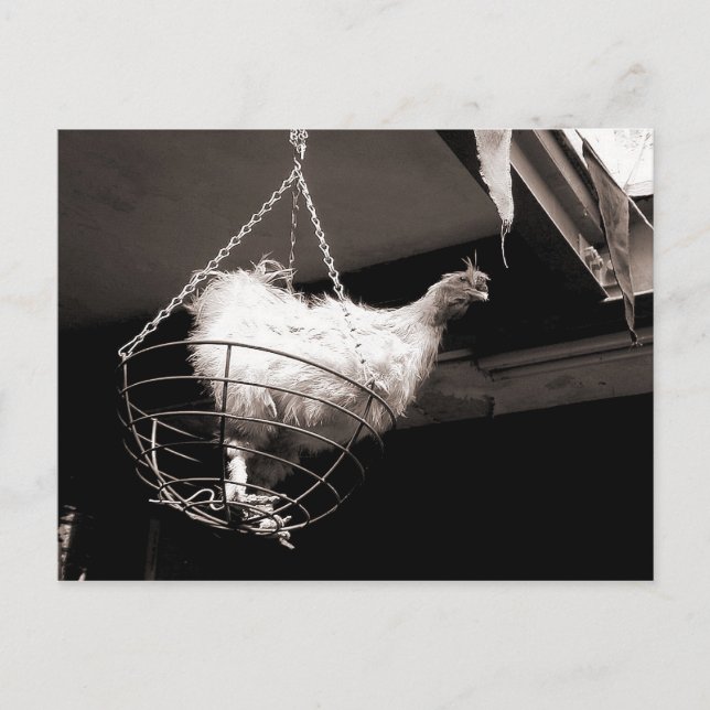 Carte Postale Poulet dans le panier (Devant)