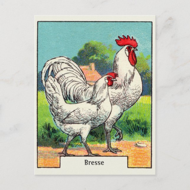 Carte Postale Poulet de Bresse Vintage (Devant)