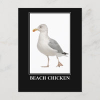 Poulet de Plage - Humour de goéland de Mouette de