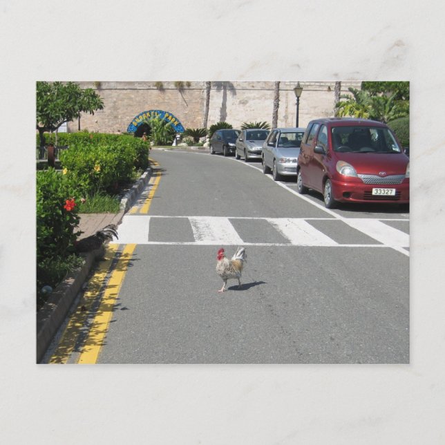 CARTE POSTALE POULET DES BERMUDES (Devant)