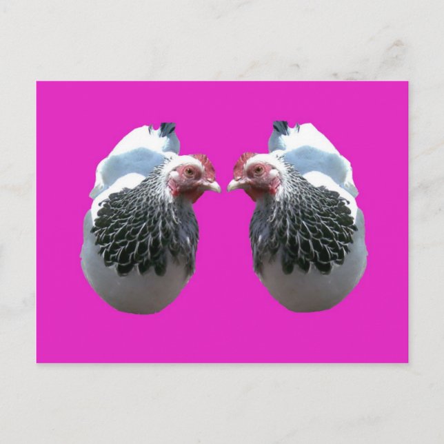 CARTE POSTALE POULET DUO SUR MAGENTA (Devant)