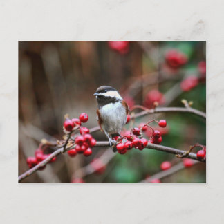 Carte Postale Poulet en branche avec baies rouges