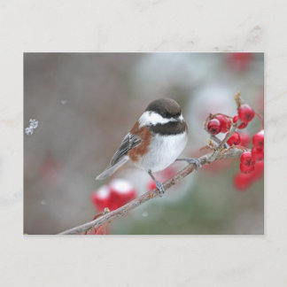 Carte Postale Poulet en chute de neige avec baies rouges