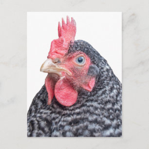 Carte Postale Poulet Grumeux Drôle Frowning Hen photo