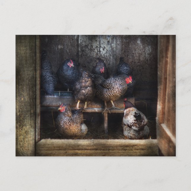 Carte Postale Poulet - La Maison Hen (Devant)