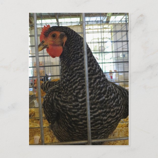 Carte Postale Poulet poivré (Devant)
