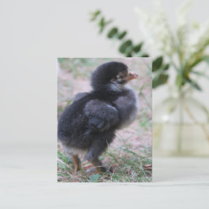 Carte Postale poulet, poussins, poulets, poussins, animal, oisea