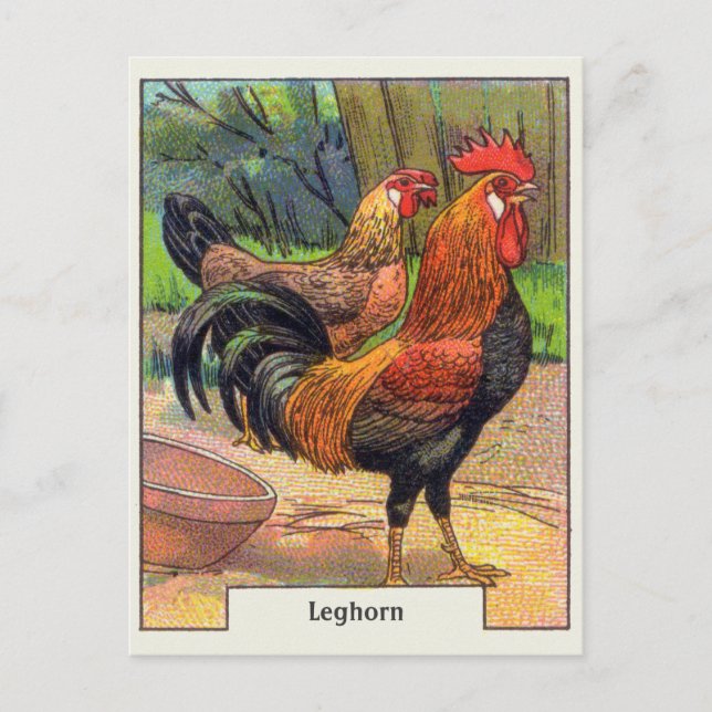 Carte Postale Poulet vintage de leghorn (Devant)