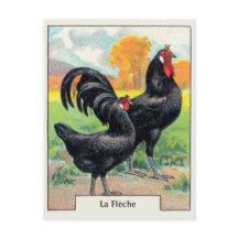 Poulet vintage La Fleche