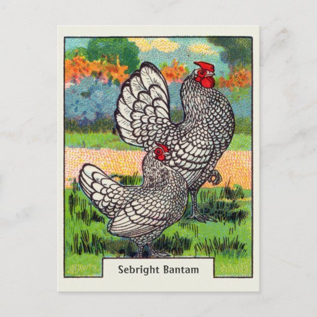 Carte Postale Poulet vintage Sebright Bantam (Devant)