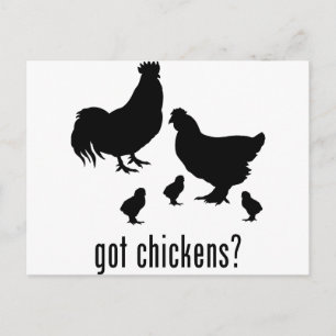 Carte Postale Poulets