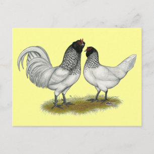 Carte Postale Poulets à la barbe de hibou néerlandais