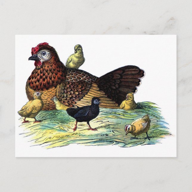 Carte Postale Poulets Animaux Vintages (Devant)