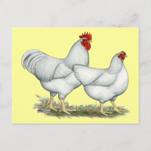 Carte Postale Poulets blancs