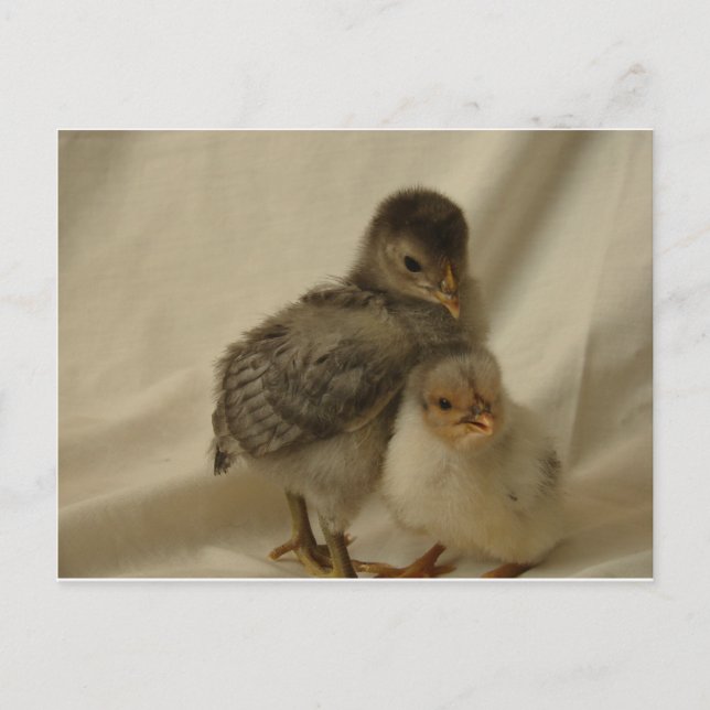 Carte Postale Poulets Bleus Gris Adorables (Devant)