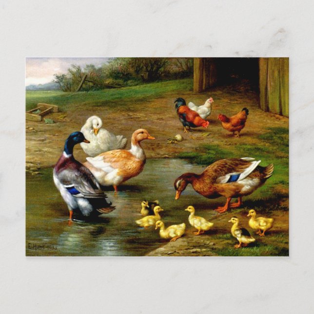 Carte Postale Poulets, Canards Et Canards À La Ferme (Devant)
