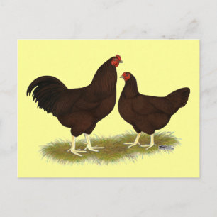 Carte Postale Poulets de Buckeye