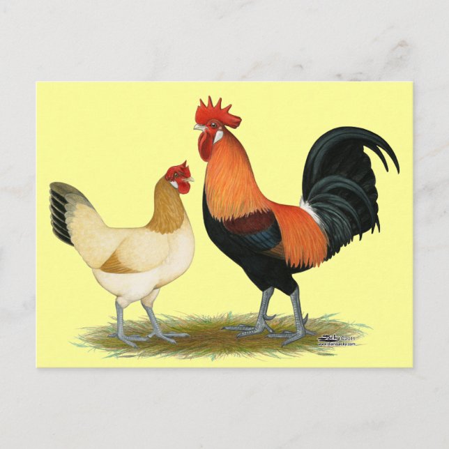 Carte Postale Poulets de Penedesenca (Devant)
