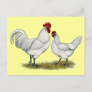 Carte Postale Poulets de pieds bleus