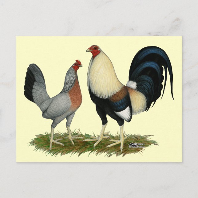 Carte Postale Poulets dorés (Devant)